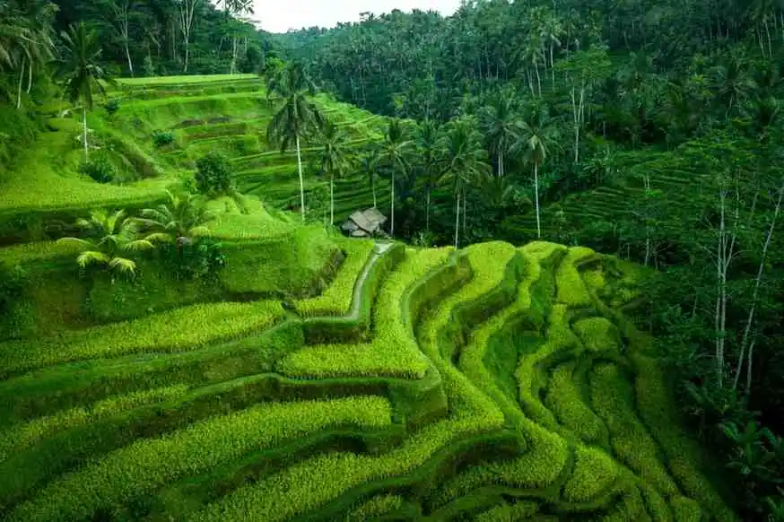 Tegalalang Rice Terrace & Ceking Rice Field In Ubud, Bali